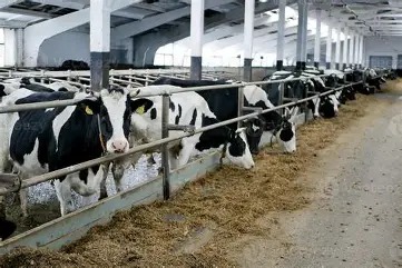Premium Dairy